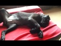 cane corso puppy