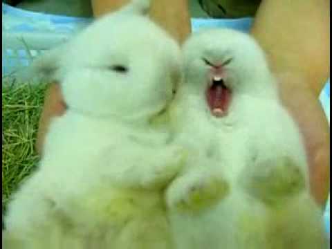 cuddle bunnies!!