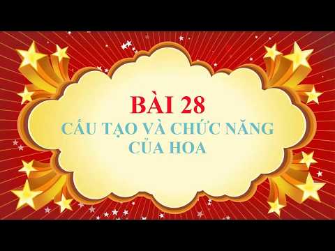 Sinh học lớp 6 - Bài 28 - Cấu tạo và chức năng của hoa