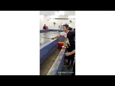 MANCING UDANG GALAH..SAHABAT MANCING UDANG GALAH..SAHABAT