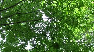 Broad Leaf Forest