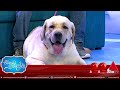Jeevithayata Idadenna - Labrador Dogs
