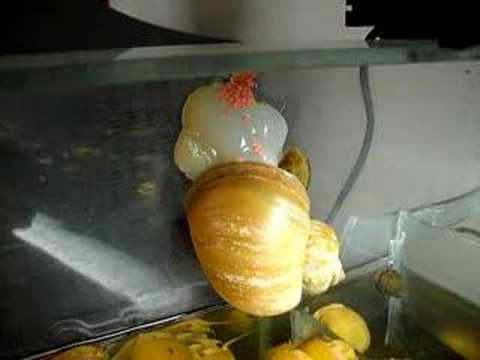 Golden Snail Eggs
