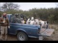CAZA DE JABALI CON PERROS Y CUCHILLO EN MALENA