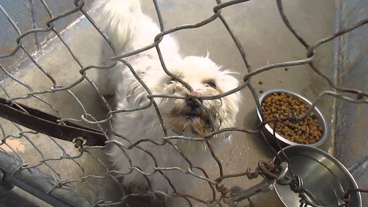 DOGS (5) for ADOPTION @ North Platte Animal Shelter ~ 8-1-2014 - YouTube DOGS (5) for ADOPTION @ North Platte Animal Shelter ~ 8-1-2014 - YouTube