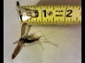 Giant Mosquito from Louisiana cobain Swamp, shutdown