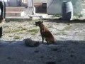 pitbull