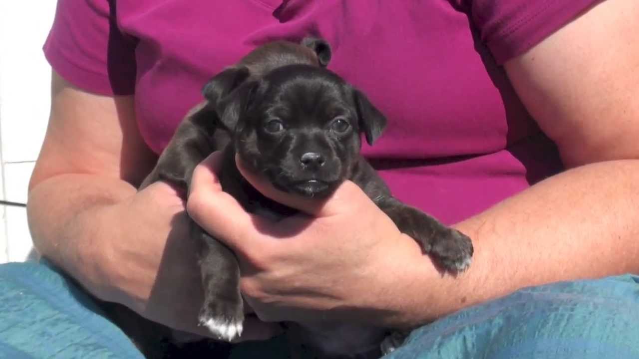 puppies for sale in fredericksburg va chihuahua puppies for sale fredericksburg va puppies for sale in fredericksburg va chihuahua puppies for sale fredericksburg va