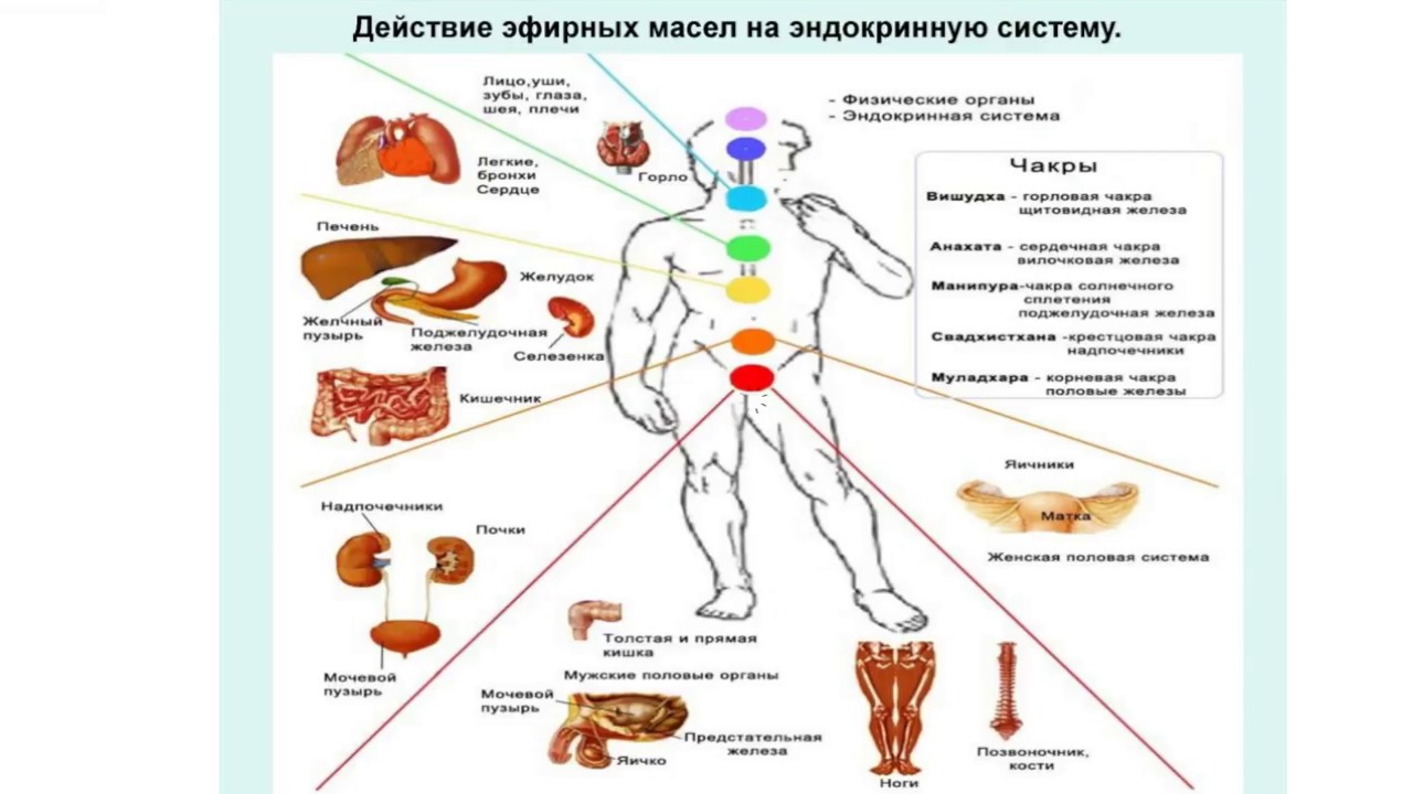 Толстый пенис трахает маленький анус шатенки