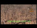 Hunting Trophy Zebra صيد حمار وحشى