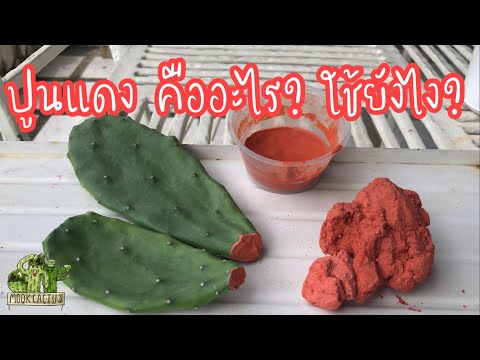ปูนแดง คืออะไร ใช้อย่างไร How to use red lime | MookCactus