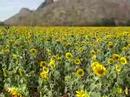 Sunflower garden