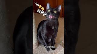 Mañana Los Gatos Siempre Se Pasan