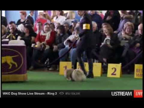 What Channel Is Westminster Dog Show What Channel Is Westminster Dog Show