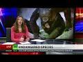Captive chimps may join the endangered species list