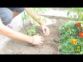 planter les tomates