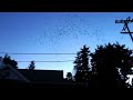 Видео Vaux's Swifts in Sebastopol September 12