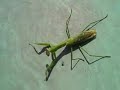 Guy Kills Praying Mantis and Releases Alien Worm