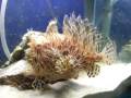 top 10 sea monsters default top 10 sea monsters