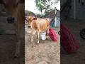 Cow 🐄 milk 🥛 or Maa 😻 Village Life #shorts #cow #maa #family #village