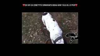 Ex Gr Ch Zinettis Sirmiums Beka 6Xw 1Xlg B.i.s Por