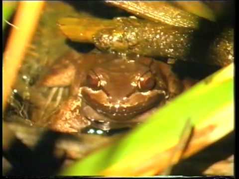 Header of Leptodactylus stenodema