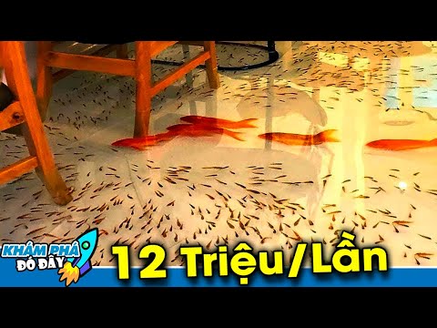 7 Nhà Hàng Rất Độc Lạ và Quái Đản Nhưng Hàng Triệu Người Vẫn Ùn Ùn Kéo Tới Ăn Vì Lý Do Này