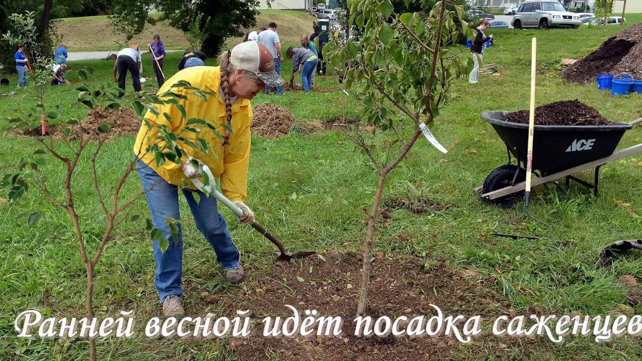 Бальзамин садовый посадка и уход Выращивание из семян в 11 Бальзамин садовый посадка и уход Выращивание из семян в 48