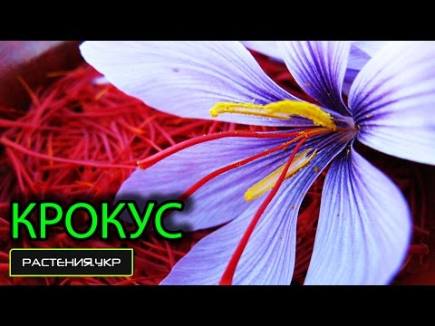 Гортензия: выращивание, посадка, уход, обрезка, размножение Cached