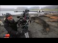 4 tonne elephant seals crush a cameraman's tent