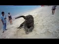 Baby elephant on the beach