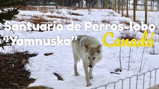 🐺VISITÉ UN SANTUARIO DE PERROS-LOBO︱CANADÁ 🇨🇦#7 ︱ De Viaje con Armando