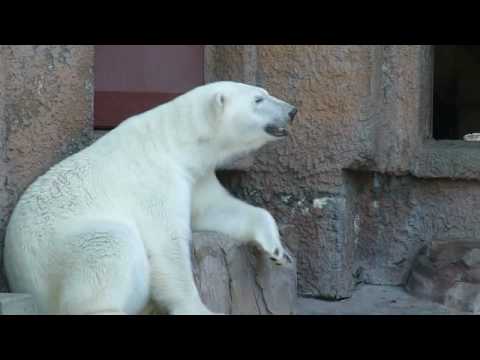 ララとピリカの同居＠円山動物園