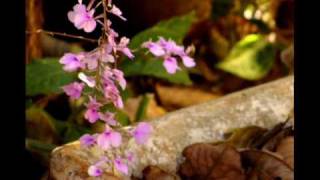 Chinese Folk Music With Pictures Chinese Folk Music With Pictures