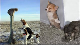 Funny Cats And Dogs - Funny Cats vs Dogs - Funny Animals Compilation _ Pet Animals Videos 😇 Funniest