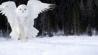 Snowy Owls | Why Is It The Most Skilled Arctic Predator? | Wildlife Documentary