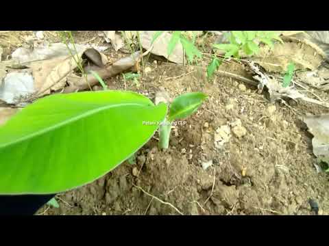 Tanam Bibit Pisang Di Gunung Berbatu @PetaniKampungCLP