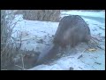The Beavers