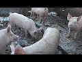 Schweine