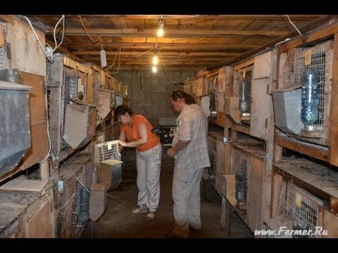 Клетка для разведения кроликов Клетка для разведения кроликов