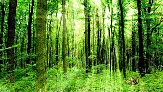 Meditatie en genezingsmuziek, Ontspanningsmuziek, Rustgevende, Stress Verlichtende Muziek, ☯3344