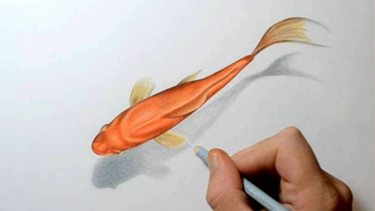 How to Draw a Goldfish - 3D Art Drawing - YouTube