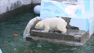 Медвежата Прыгают Друг На Друга И Плавают Под Водопадом 16.05.2024