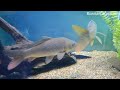Video Харьковский океанариум Немо - Common roach Rutilus rutilus