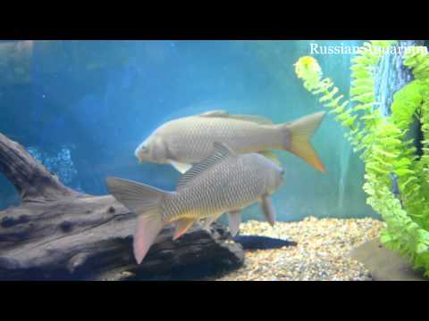 Харьковский океанариум Немо - Common roach Rutilus rutilus