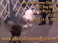 Dog Show Poodle Video