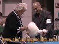 Dog Show Poodle Video