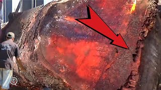 Sawing a rare giant log for the first time || sawmill