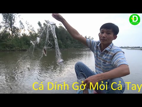 238 Giăng Lưới Trúng Ổ Cá Gở Mỏi Cả Tay | Đất Phương Nam