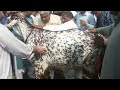 257kg Goat 2nd In Faisalabad Bakra Show 2013 images 257kg Goat 2nd In Faisalabad Bakra Show 2013